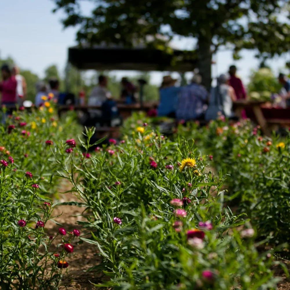 A garden with a variety of flowers in the foreground. In the background, blurred figures of people under a gazebo on a sunny day.